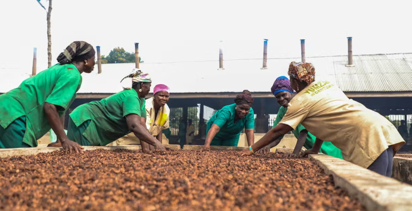 After the shea nuts are picked, we lay them out to dry. (October 2023) © Priscilla Konadu Mensah