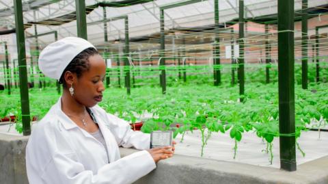 Clemence Uwamutarambirwa detecting temperature of potatoes in a greenhouse.